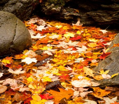 Fall leaves in river clipart