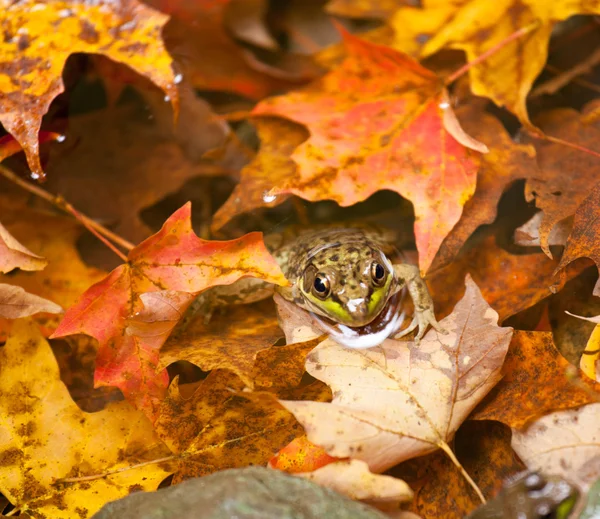 Лягушка глубоко в осенних листьях — стоковое фото