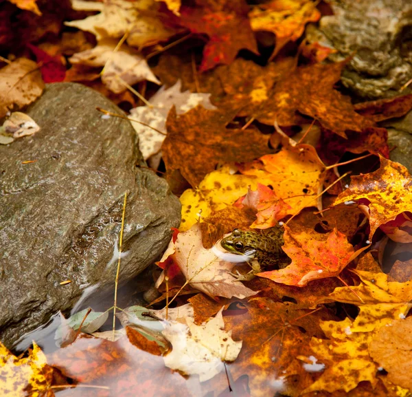 Rana profunda en hojas de otoño —  Fotos de Stock