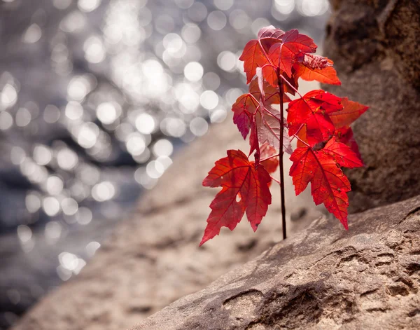 Red maple seedling by river — Stock Photo, Image