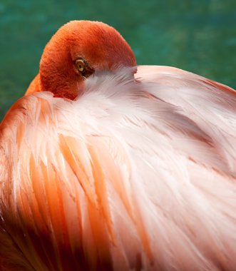 flamingo göz
