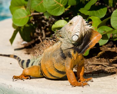 iguana çiftleşme dansı