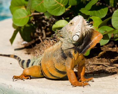 Iguana mating dance clipart