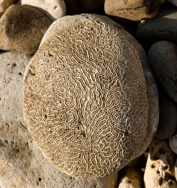 Roca ondulada que parece cerebro — Foto de Stock