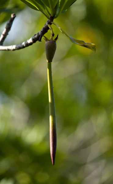 マングローブの木の種子ポッド — ストック写真