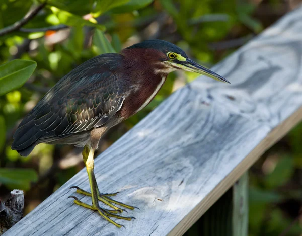Green Heron on fence — Stock Photo, Image