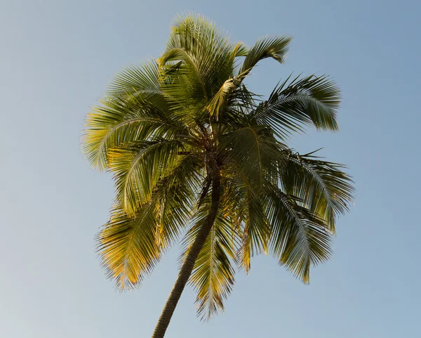 Sole tramonta luci palma — Foto Stock