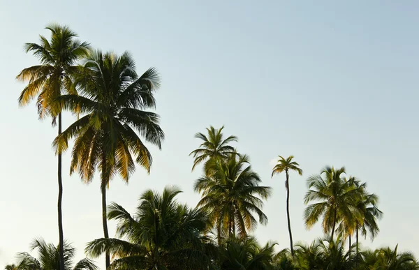 Słońce ustawienie światła palmowe drzewo — Zdjęcie stockowe