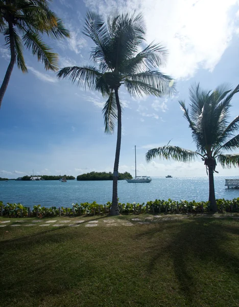 Okyanus palmiye ağaçlarıyla — Stok fotoğraf