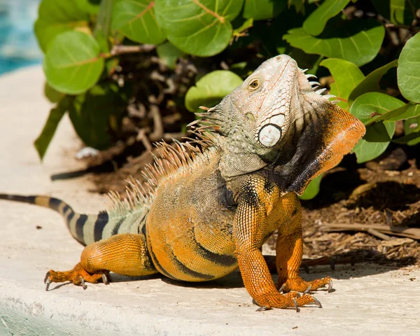 Iguana çiftleşme dansı — Stok fotoğraf