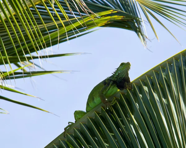 鬣蜥在棕榈树上 — 图库照片
