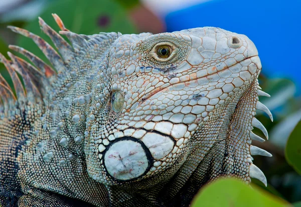 Occhio di iguana — Foto Stock