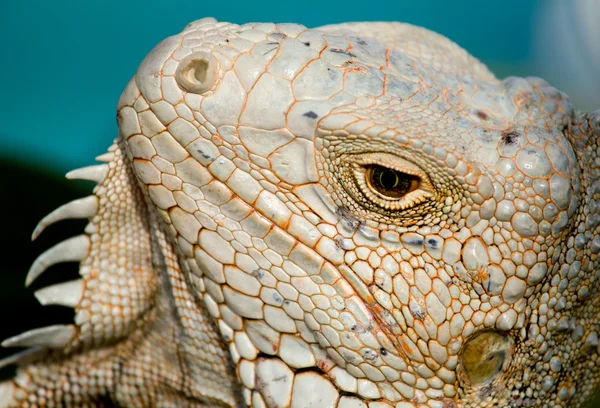 Occhio di iguana — Foto Stock