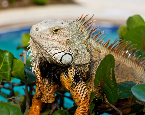 Olho de iguana — Fotografia de Stock
