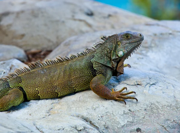Iguana sulle rocce — Foto Stock
