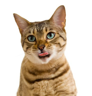 Young bengal cat or kitten looking to camera with a plaintive stare and licking its lips in anticipation of food clipart