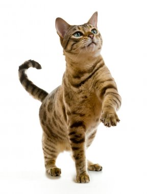 Genç bengal kedisi ya da havada yukarı doğru yiyecek bir şeyler ararken clawing yavru kedi