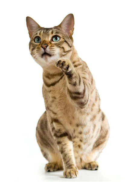 Bengal cat clawing at the air — Stock Photo, Image