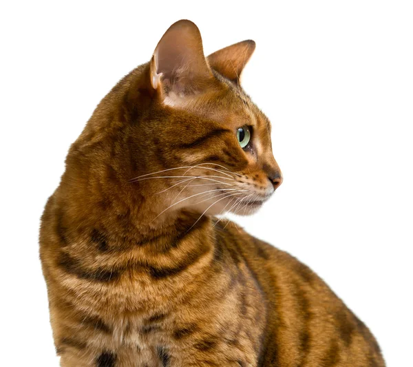 Young Bengal Cat Kitten Looking Camera Lonesome Sad Face — Stock Photo, Image