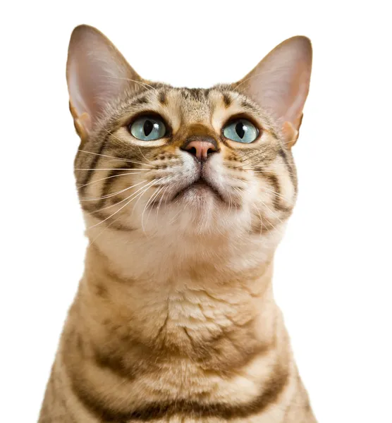 Бенгальский кот смотрит с умоляющим взглядом — стоковое фото