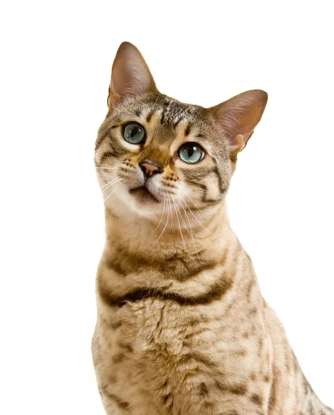 Mladí Bengálsko Kočka Nebo Kotě Pohledu Kamery Osamělý Smutný Obličej — Stock fotografie