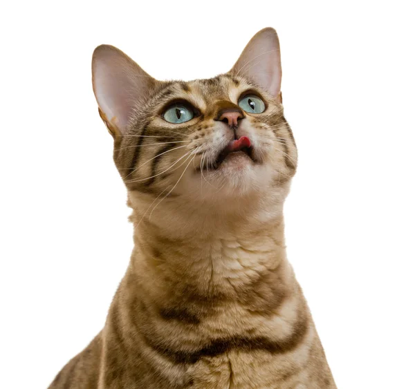 Young Bengal Cat Kitten Looking Upwards Some Food Tongue Licking — Stock Photo, Image