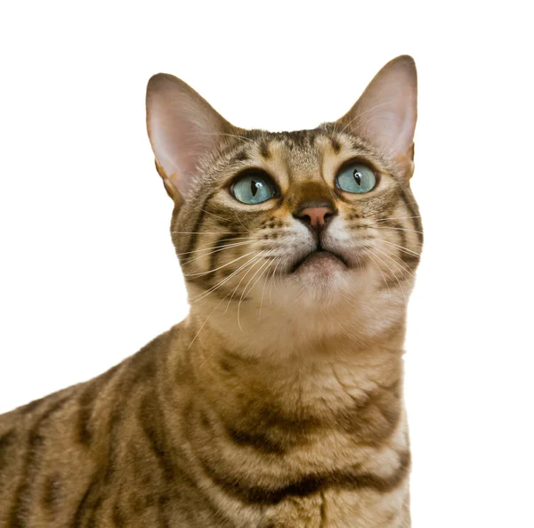Бенгальский кот смотрит с умоляющим взглядом — стоковое фото