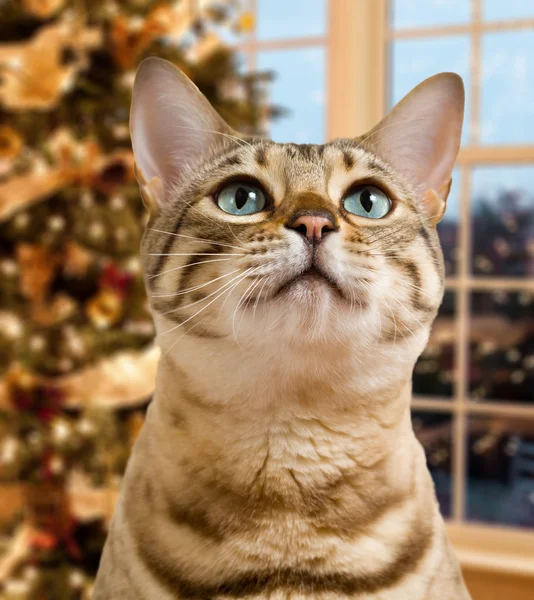 Small bengal kitten waiting pensively for santa claus by out of focus christmas tree