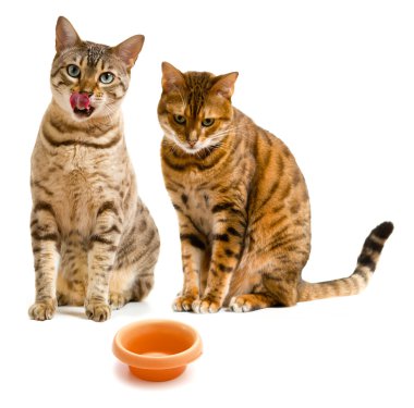 Pair of beautiful bengal kittens, one licking its lips after a meal and the other looking glum and down at the ground where an empty bowl is sitting clipart