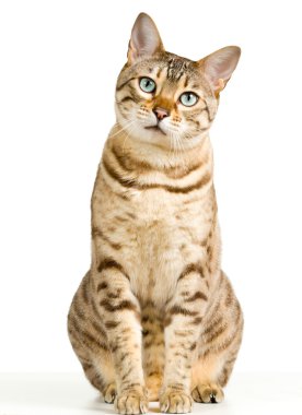 Картина, постер, плакат, фотообои "бенгальская кошка в светло-коричневом и кремовом, глядя с умоляющим взглядом на зрителя с пространством для рекламы и текста
", артикул 4869272