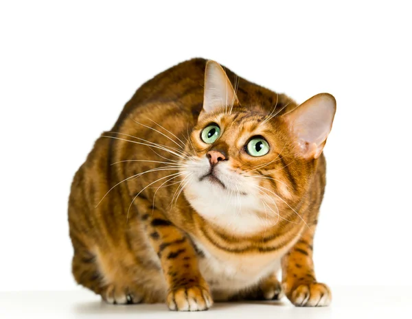 Şirin bengal yavru kedi izleyici bakar gibi kızgın görünüyor — Stockfoto
