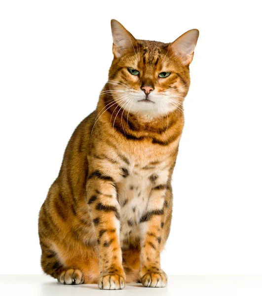 Cute Bengal kitten looks angry as it stares at the viewer — Stock Photo, Image