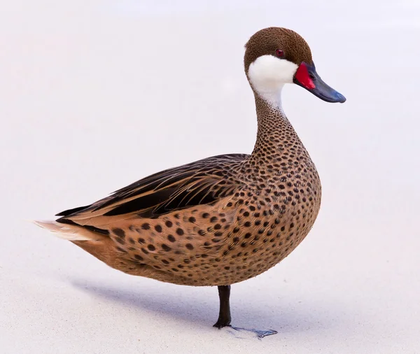 stock image Bahama duck on sandy beach