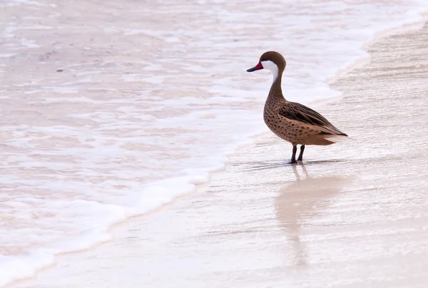 Bahama canard sur la plage de sable — Photo