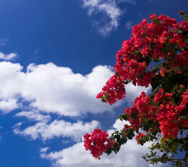 Bougainvillea against deep blue sky — Stock Photo, Image