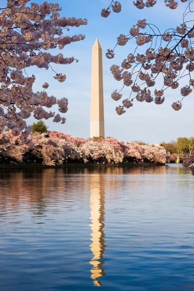 Washington Monument surrounded by cherry blossom — Stock Photo, Image