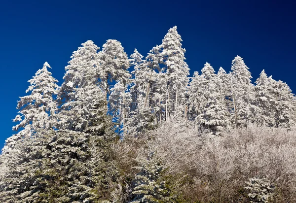 Pine trees covered in snow on skyline — Stock Photo, Image