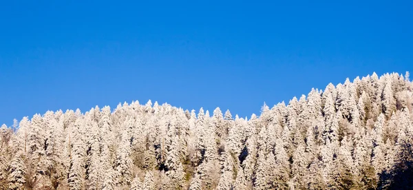 在天际线上白雪覆盖下的松树 — 图库照片