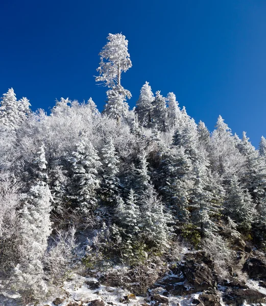 スカイラインの雪に覆われた松の木 — ストック写真