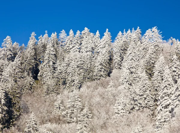 Сосны, покрытые снегом на горизонте — стоковое фото