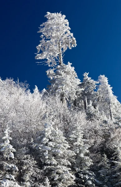Pinos cubiertos de nieve en el horizonte — Foto de Stock