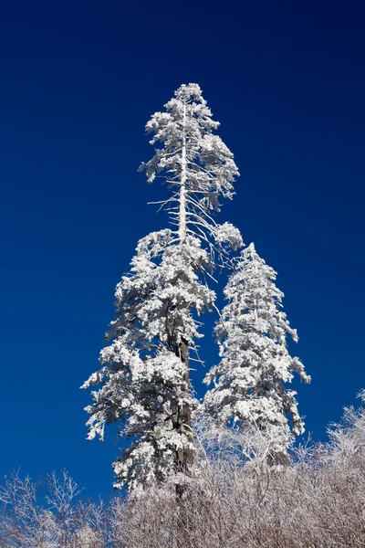 Pinhais cobertos de neve no horizonte — Fotografia de Stock