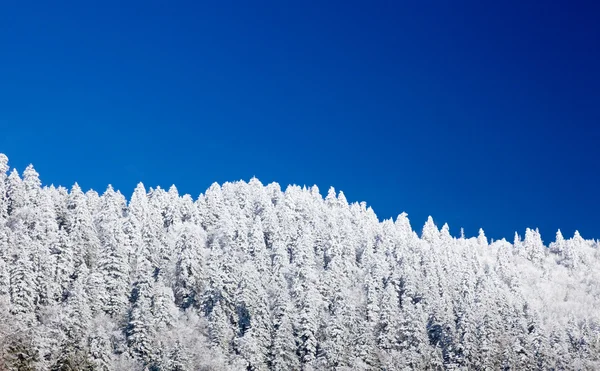 Tallar som täcks av snö på skyline — Stockfoto