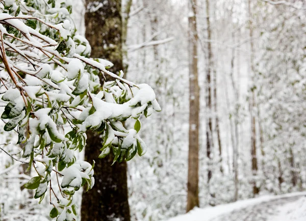 Hojas de Rhododendron cubiertas de nieve —  Fotos de Stock