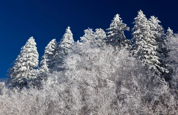 스카이 라인에서 눈에 덮여 소나무 — 스톡 사진