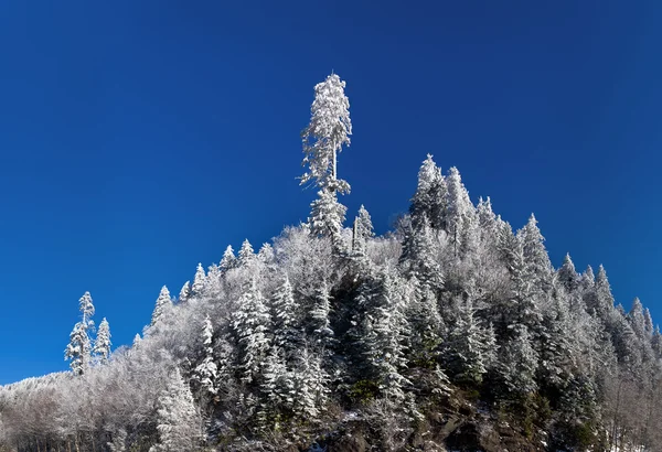 A skyline havas fenyőfák — Stock Fotó