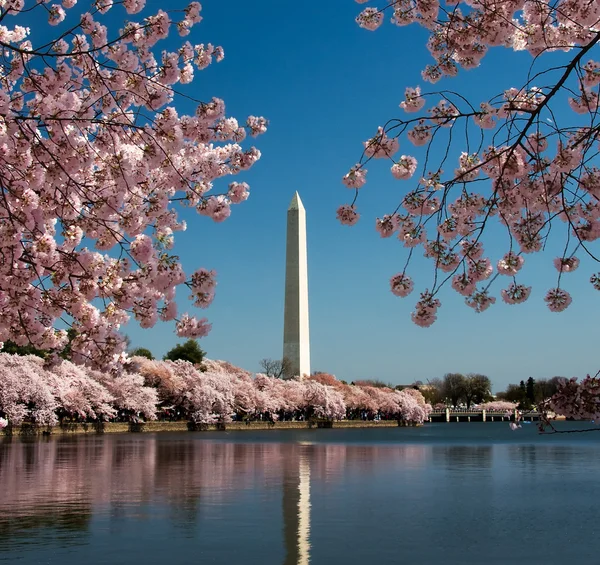 桜とワシントン記念塔 — ストック写真