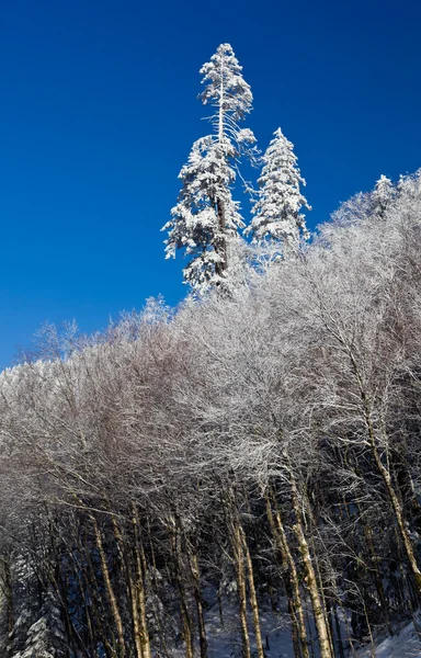 Sosny pokryte śniegiem na panoramę — Zdjęcie stockowe
