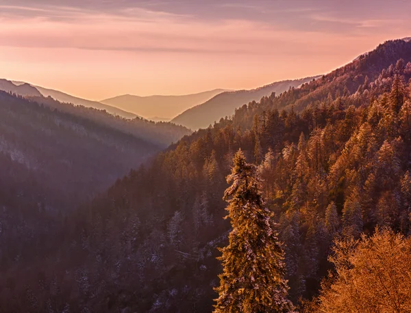 Schnee bedeckte Bäume bei Sonnenuntergang in rauchigen Bergen — Stockfoto