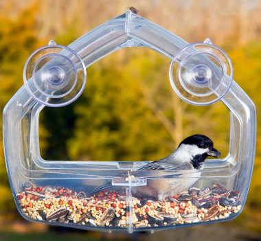 Black capped chickadee on feeding tray clipart